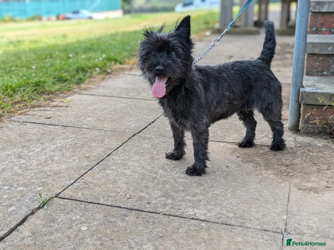 Cairn Terrier dogs for sale: 2 Beautiful Cairn Terrier Bitches in Grantham - Advert 4