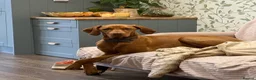 Hungarian Vizsla dogs for sale: Adorable Hungarian Vizsla Pups in Southport - Advert 7
