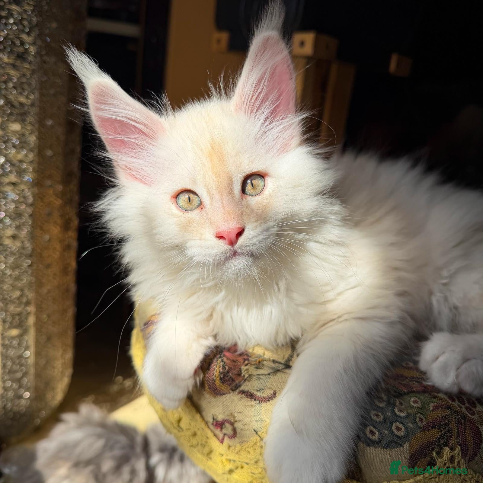 Maine Coon cats Maine Coon kittens, pure bred, TICA registered - Advert 10