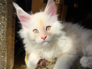 Maine Coon cats Maine Coon kittens, pure bred, TICA registered - Advert 12