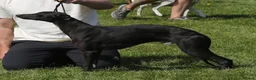Whippet dogs for stud: KC Proven Whippet Dog For Stud - Advert 2