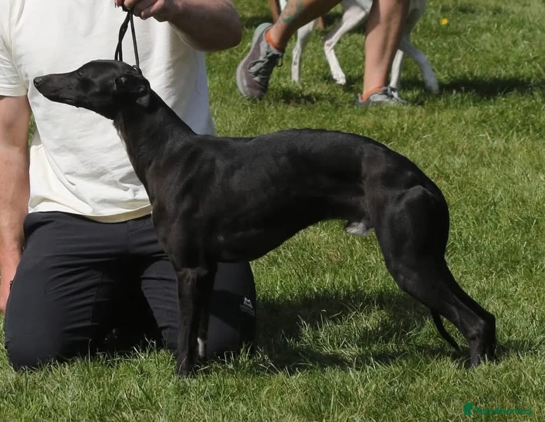 Whippet dogs for stud: KC Proven Whippet Dog For Stud - Advert 2