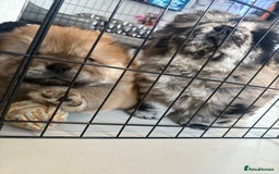 Chow Chow dogs for sale: BLACK GIRL CHOW CHOW - READY NOW!!! - Image 18