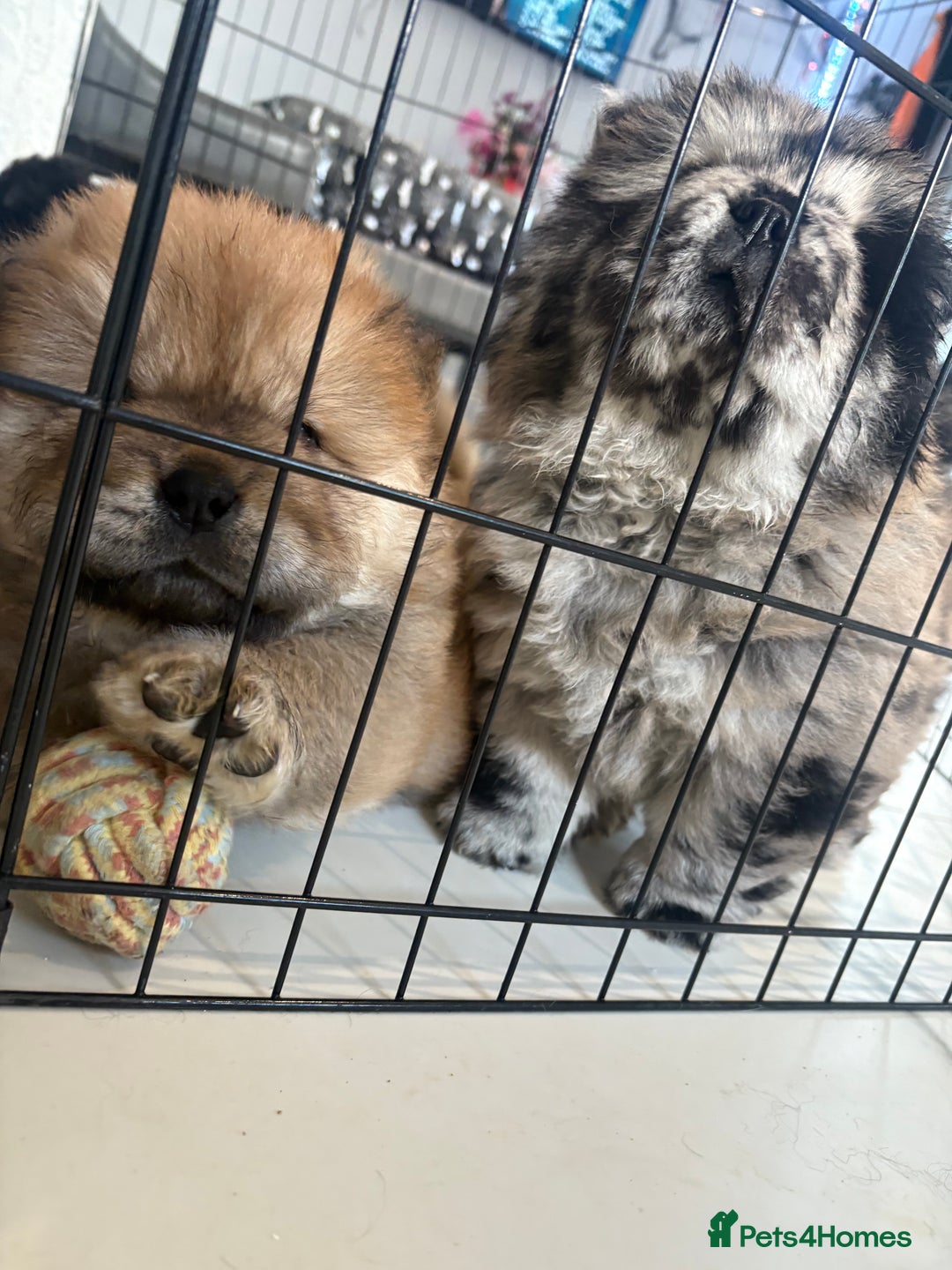 Chow Chow dogs for sale: BLACK GIRL CHOW CHOW - READY NOW!!! - Image 18