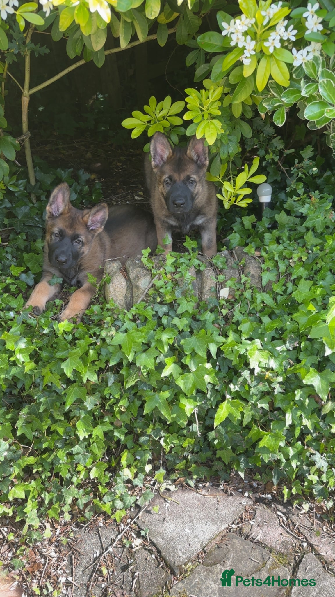 German Shepherd dogs 2 top female German shepherd pups kc reg working  - Advert 18