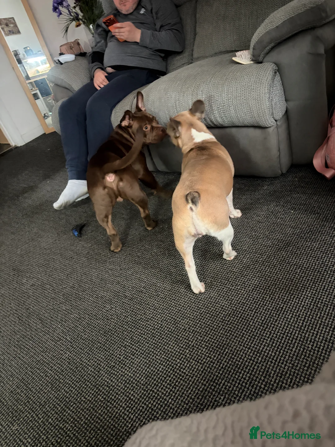 French Bulldog dogs for sale: KC registered female French bulldog - Advert 5