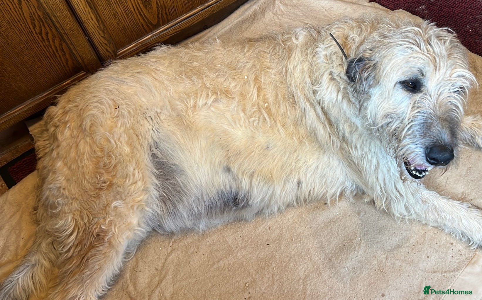 Irish Wolfhound dogs for sale: Irish wolfhound  - Advert 1