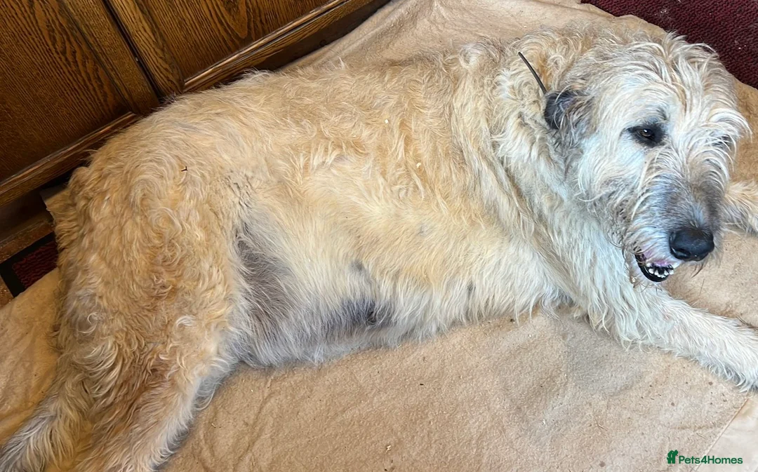 Irish Wolfhound dogs for sale: Irish wolfhound  - Advert 1