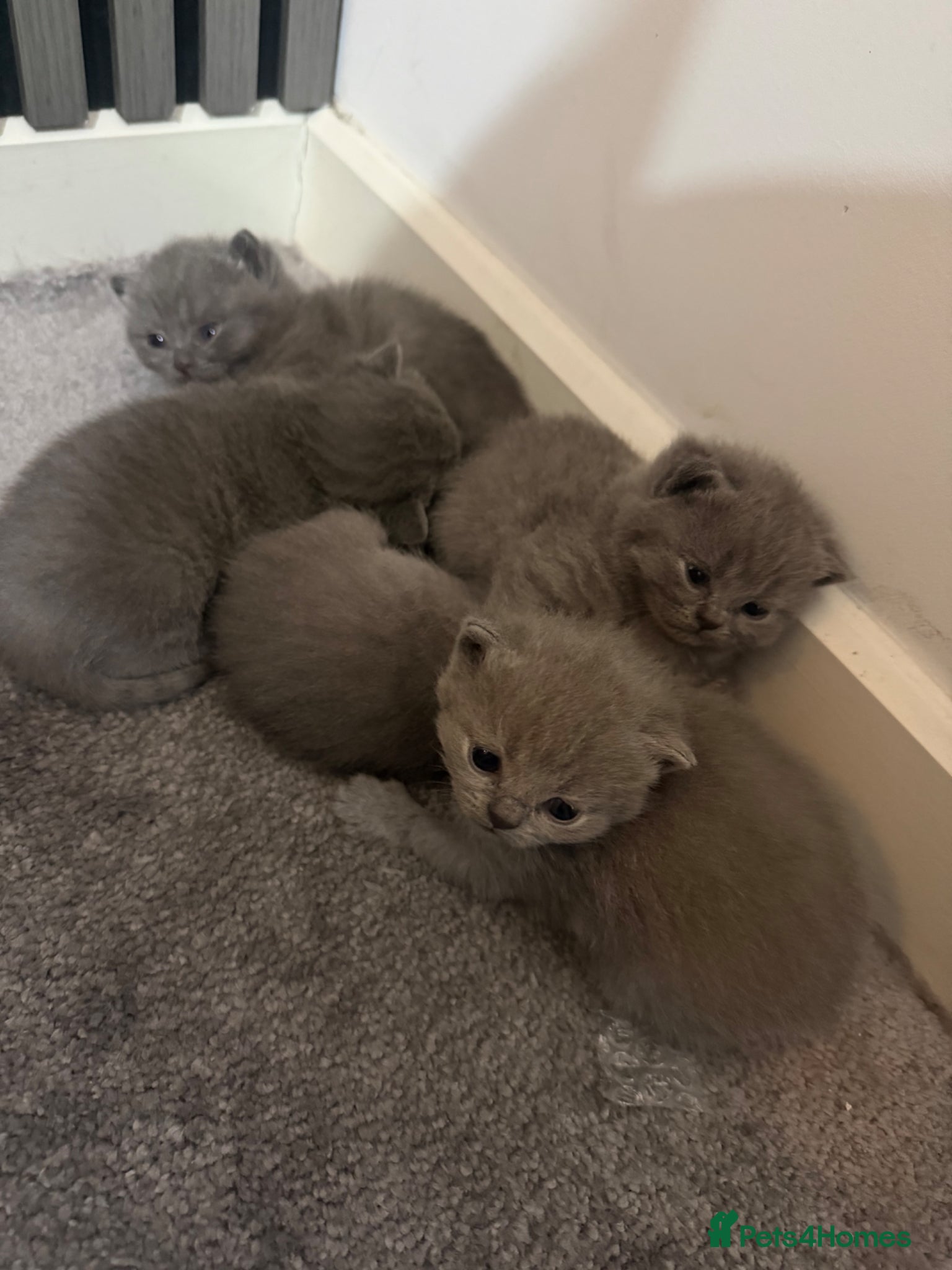 British Shorthair cats for sale: pedigree kittens  in London - Advert 3