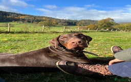 Dobermann dogs for sale: Jupiter - Advert 3