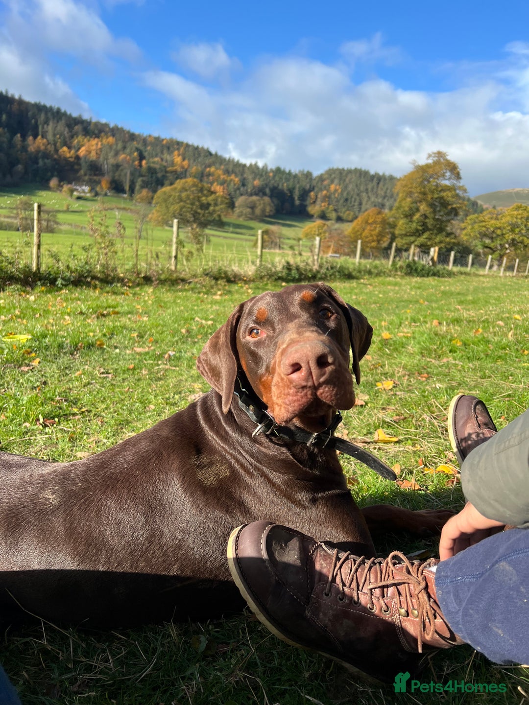 Dobermann dogs for sale: Jupiter - Advert 3