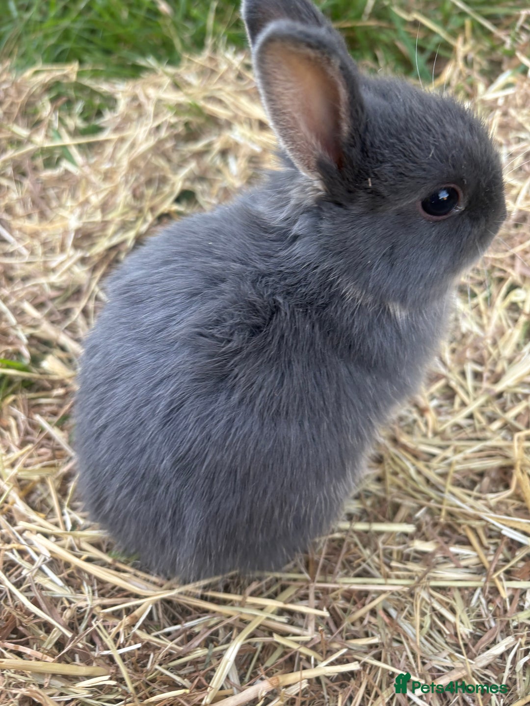 Netherland Dwarf rabbits for sale: Sweet Blue Otter Netherland dwarf boy bunny - Advert 4