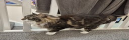 Mixed Breed cats for sale: Friendly Mixed-Breed Male Cat - Advert 3
