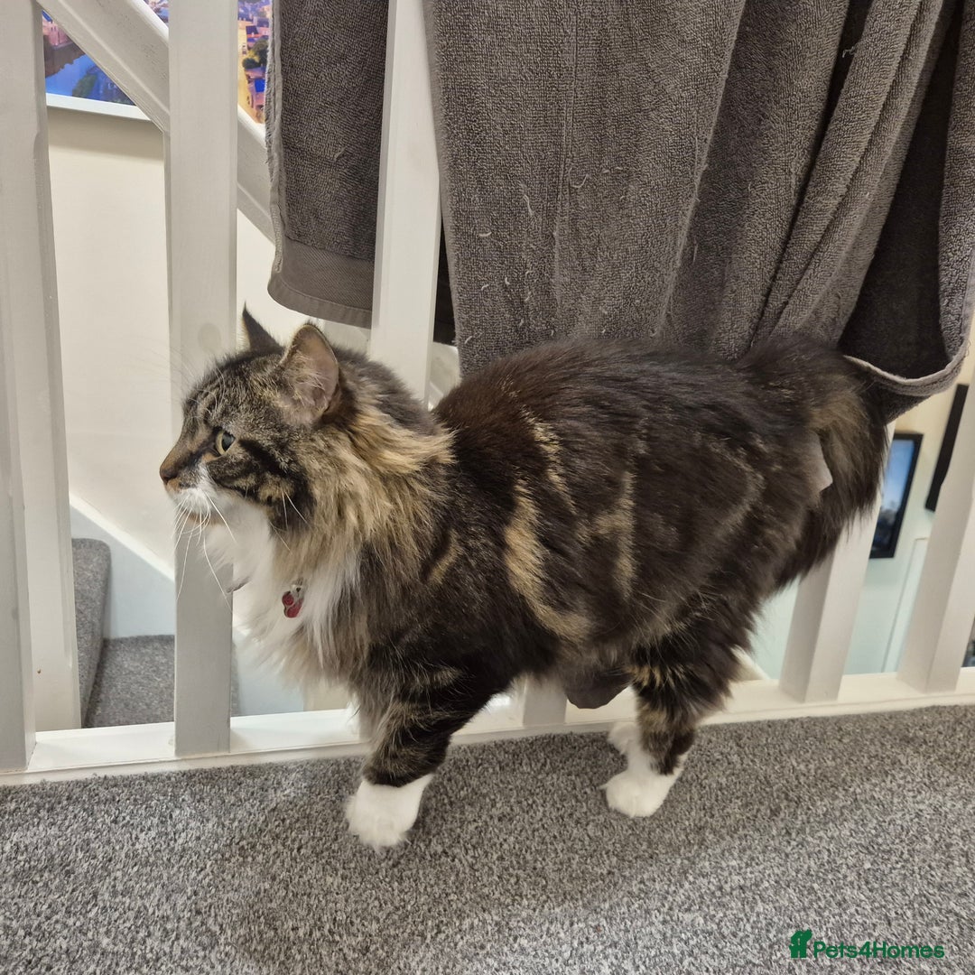 Mixed Breed cats for sale: Friendly Mixed-Breed Male Cat - Advert 3