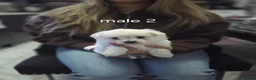 Mixed Breed dogs for sale: Adorable Puppies🐶🐶🐶 - Advert 9