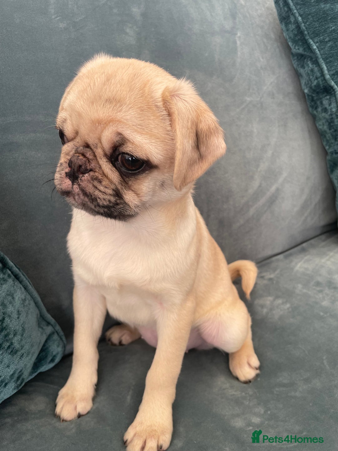 Pug dogs for sale: Pug Puppies  - Image 12