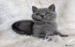 British Shorthair cats for sale: Amazing loving British shorthair kittens  - Image 26