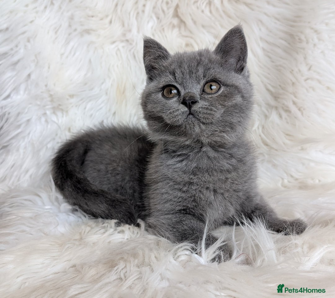 British Shorthair cats for sale: Amazing loving British shorthair kittens  - Image 26