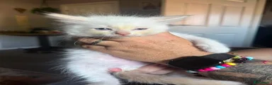 Flame point