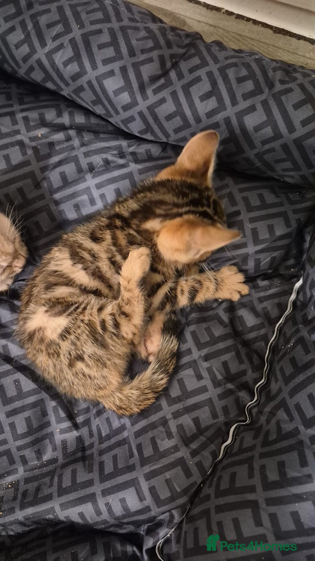 Bengal cats for sale: Beautiful bengal kittens  - Advert 8