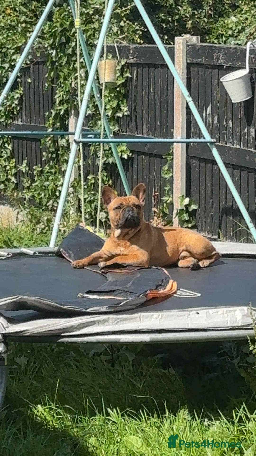 French Bulldog dogs for sale: Red French bulldog - Image 2