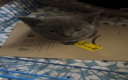 Mixed Breed cats for sale: 3 baby boys looking for their new homes , 4 weeks  - Image 10