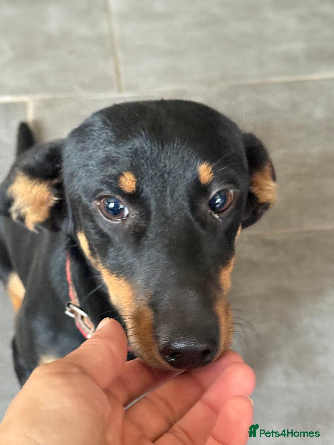 Dachshund dogs for adoption: Rocky needs Love  - Advert 7