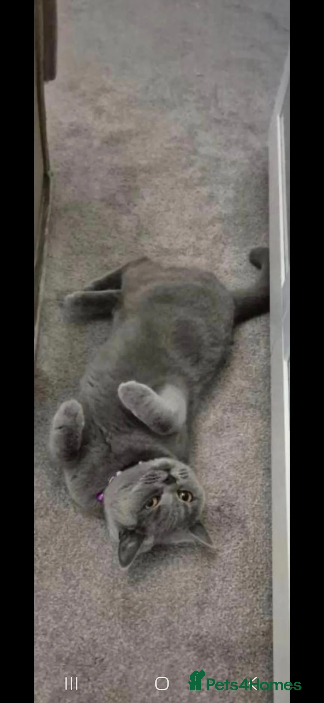 British Shorthair cats for sale: British Shorthair Female – Loving Home Wanted 🩶 - Advert 2
