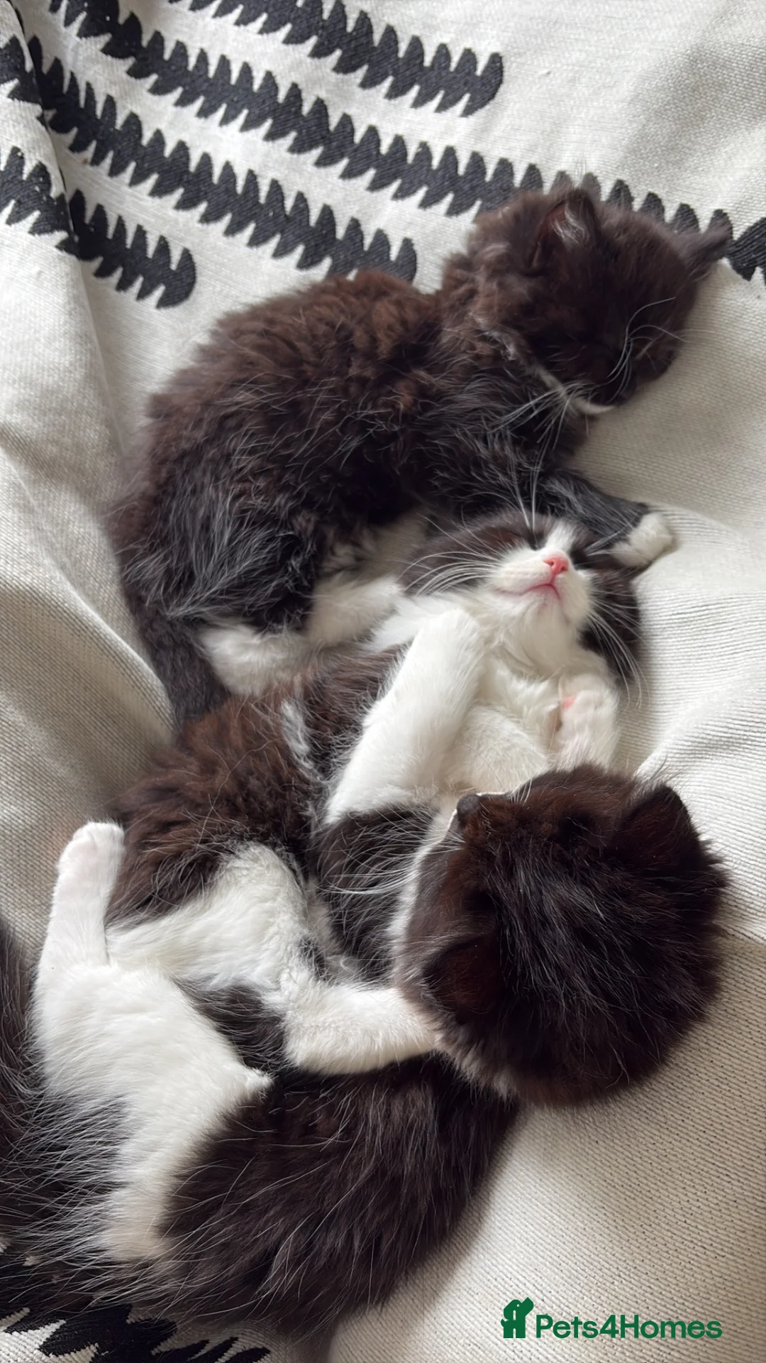 Mixed Breed cats for sale: Half Ragdoll Kittens from pedigree Mum - Advert 14