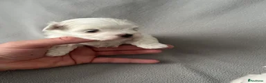 Maltese Puppy 2