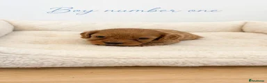 Cavapoo 1