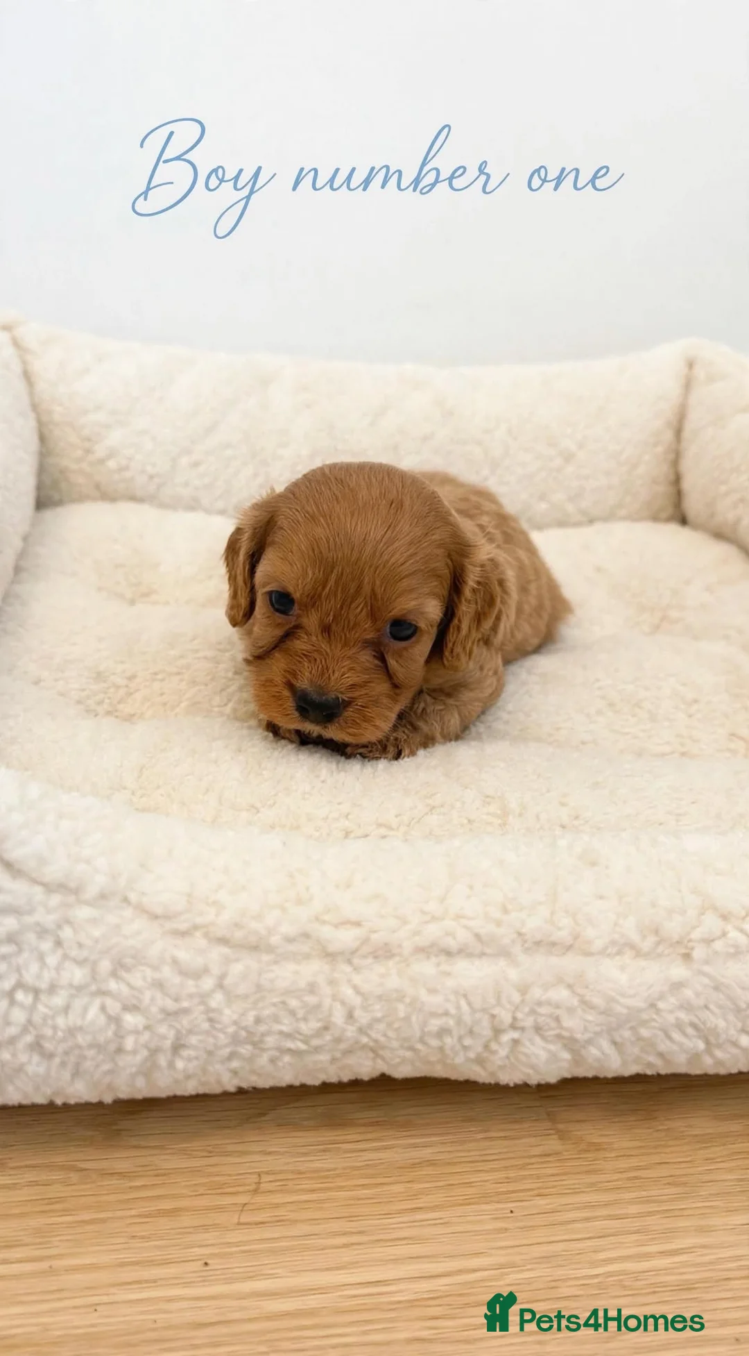 Cavapoo dogs for sale: F1 cavapoo pups  in Durham - Advert 2