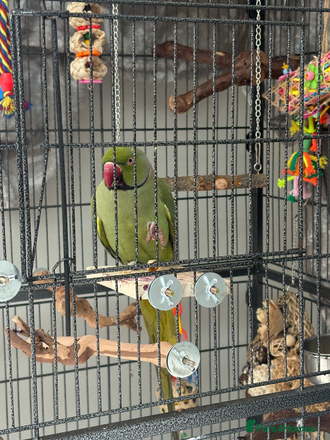 Ringnecks birds for sale: 1 year old indian ring neck  - Advert 4