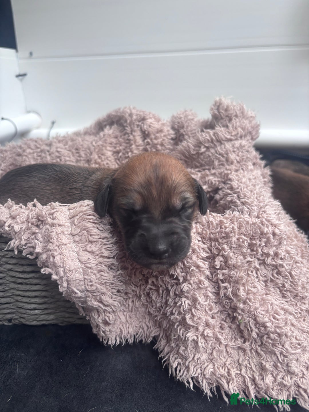 Mixed Breed dogs for sale: Saluki Bull Grey Puppies  - Image 31