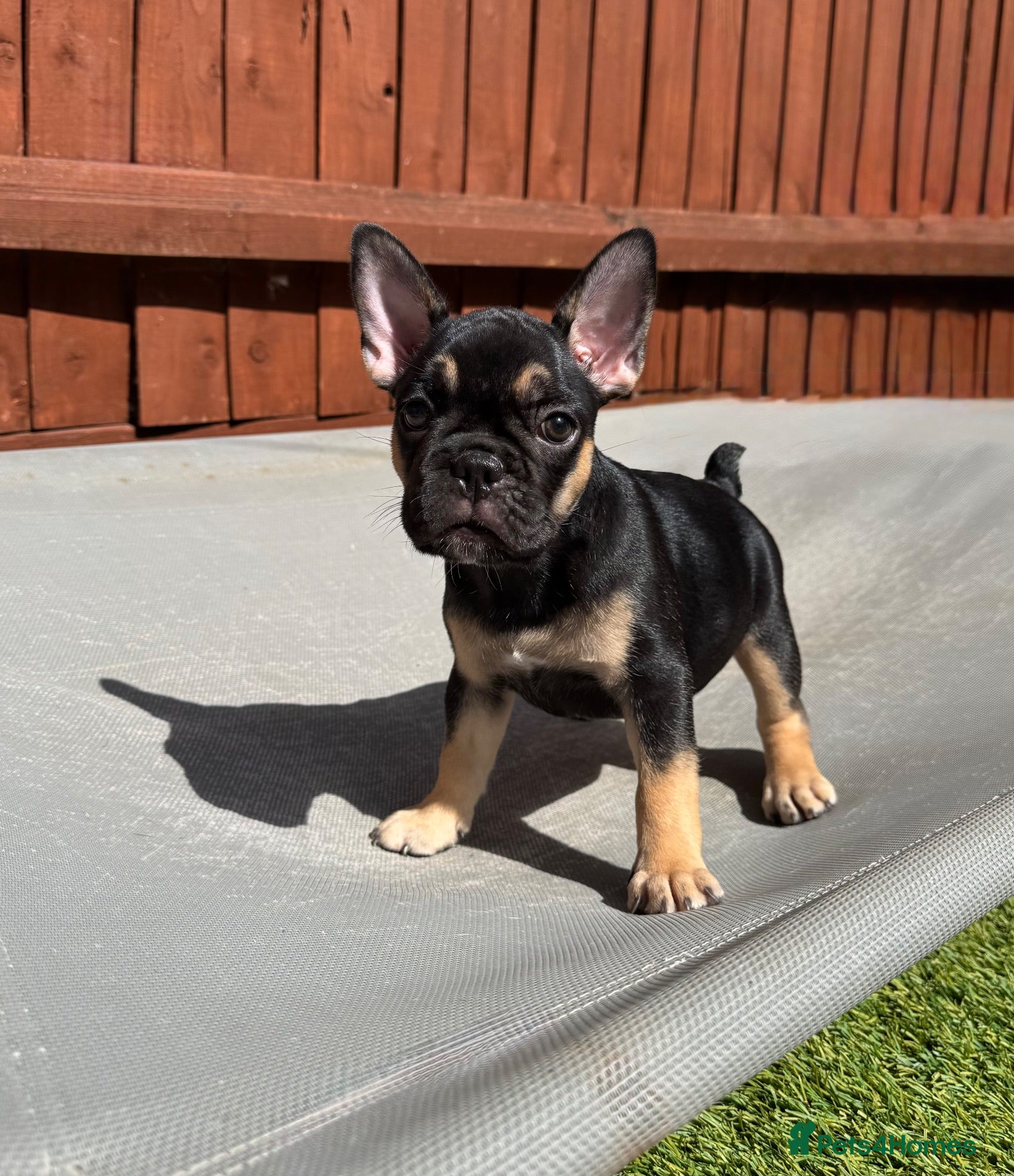 French Bulldog dogs Outstanding French Bulldog puppies  - Advert 2