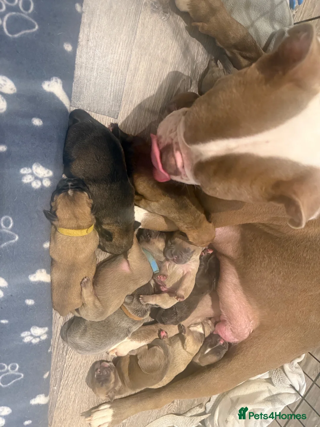 Mixed Breed dogs for sale: I have 9 pups out of a litter of 12  in Gorebridge - Advert 2
