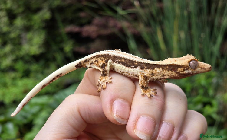 Gecko reptiles - Advert 12