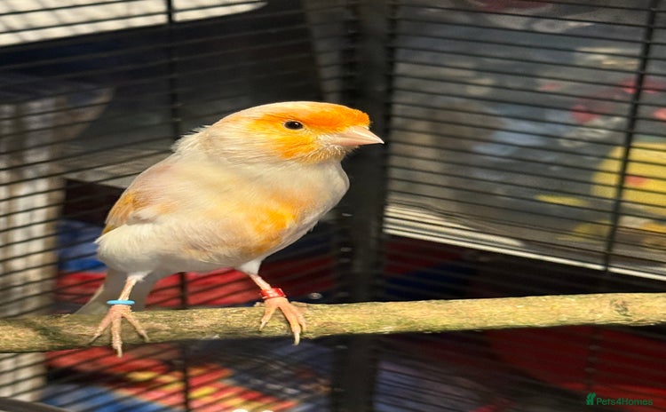 Canaries birds - Advert 5