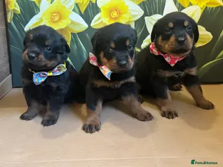 Rottweiler dogs Rottweiler puppies stunning pups born 4th Feb xx - Advert 17