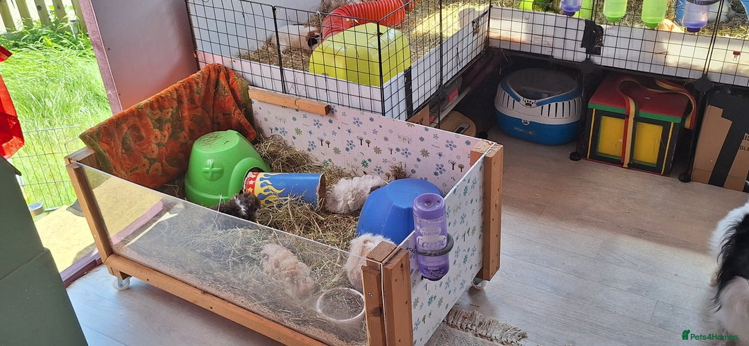 Guinea Pig rodents for sale: MEADOW SIDE CAVIES HEREFORDSHIRE  - Advert 30