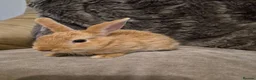 Mixed Breed rabbits for sale: 5 Cute Baby Lionhead X Rabbits - Advert 3