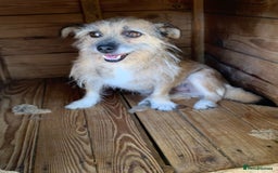 Mixed Breed dogs for adoption: Charlotte approx 6 yr old. Available for adoption. - Image 5