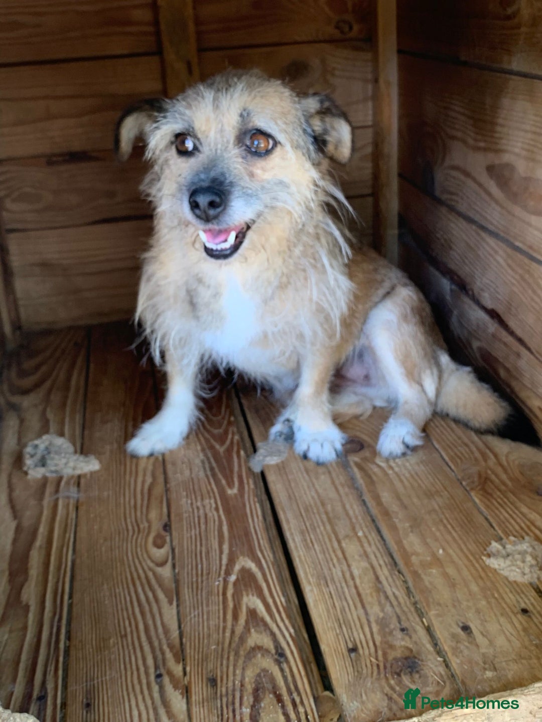 Mixed Breed dogs for adoption: Charlotte approx 6 yr old. Available for adoption. - Image 5