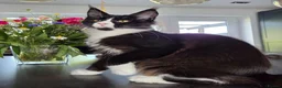Maine Coon cats for sale: Maine Coon kittens, 2 girls , 1 boy  - Advert 12