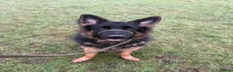German Shepherd dogs for sale: German Shepherd - Advert 5