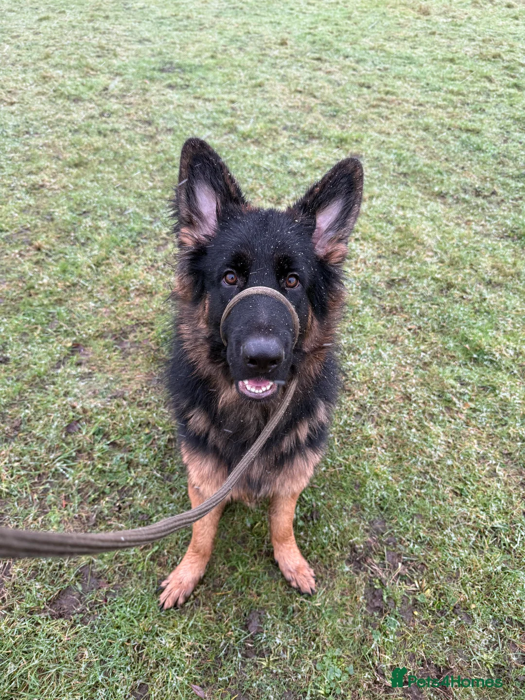 German Shepherd dogs for sale: German Shepherd - Advert 5