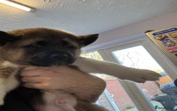 Akita dogs for sale: Bear face American akita  - Image 3