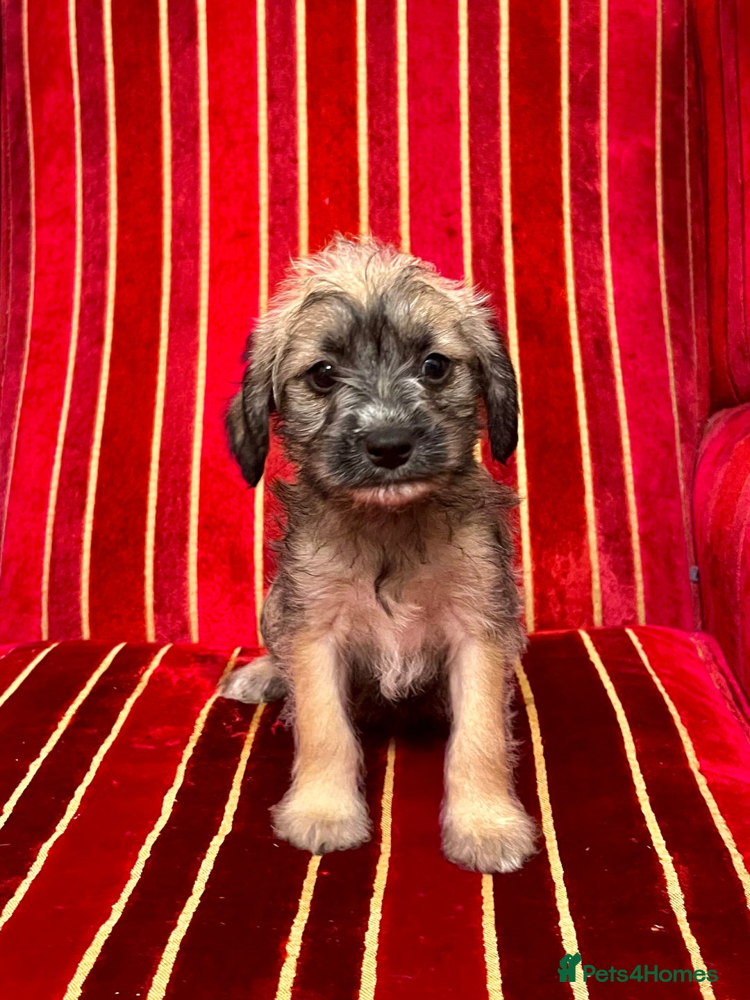 Border Terrier dogs for sale: Border Terrier Puppies  - Advert 3