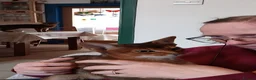Abyssinian cats for sale: Abyssinian Kitten - Advert 1