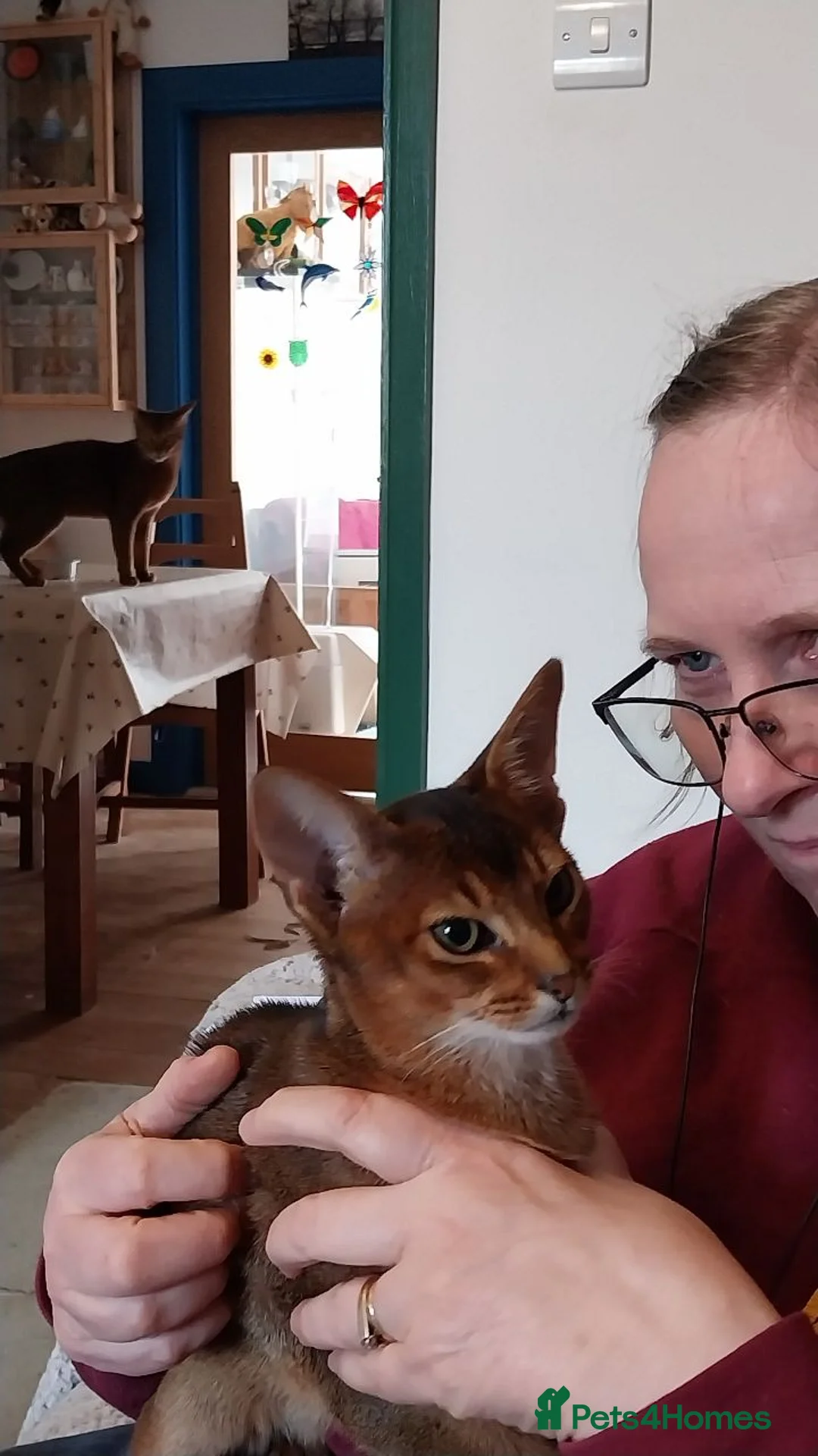 Abyssinian cats for sale: Abyssinian Kitten - Advert 1